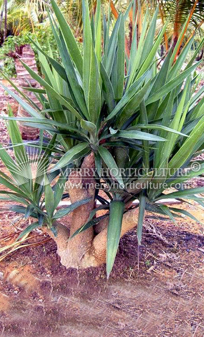 Yucca elephantipes (multi)